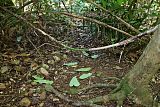 Tooth-billed Bowerbird